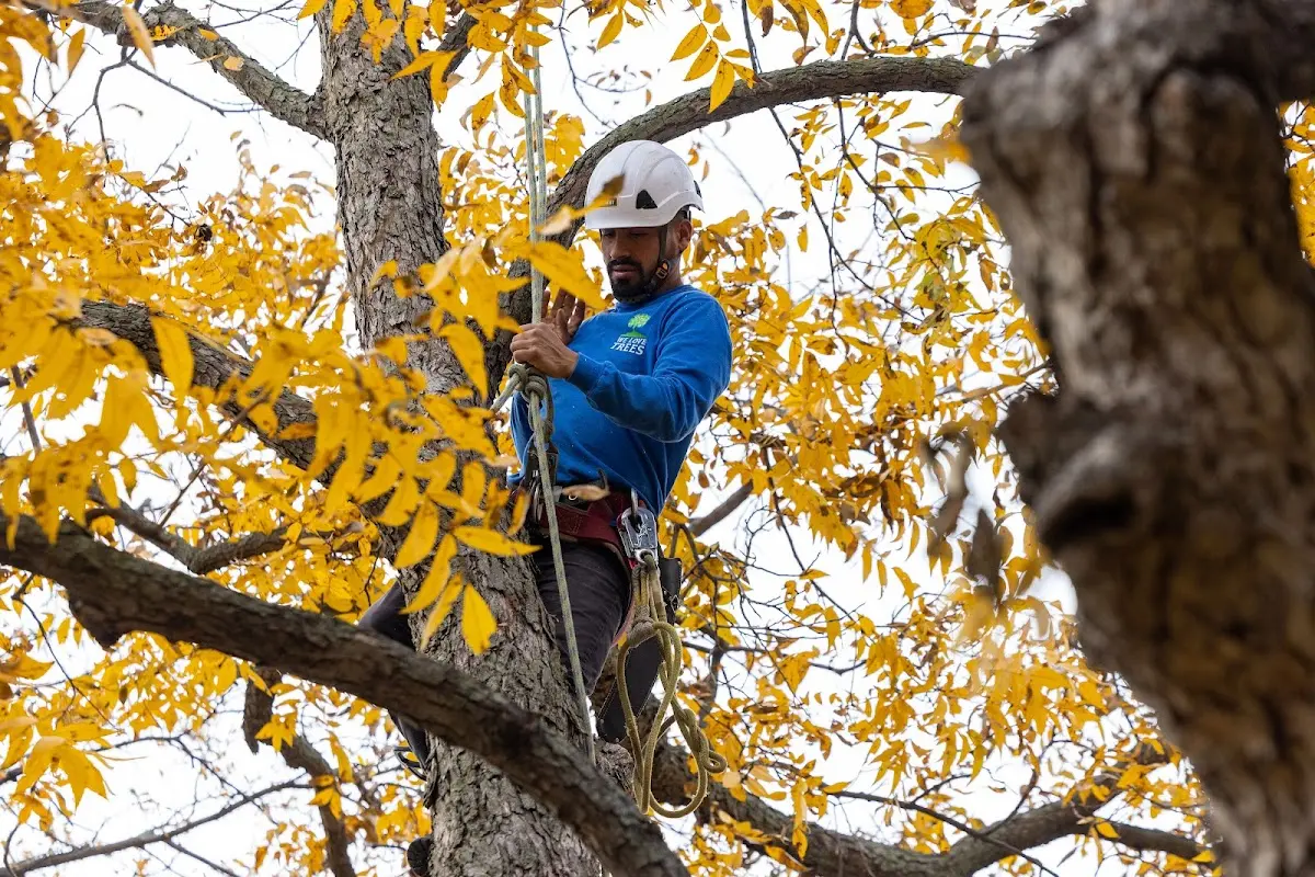Skilled Emergency Tree Service crew working in Mishicot
