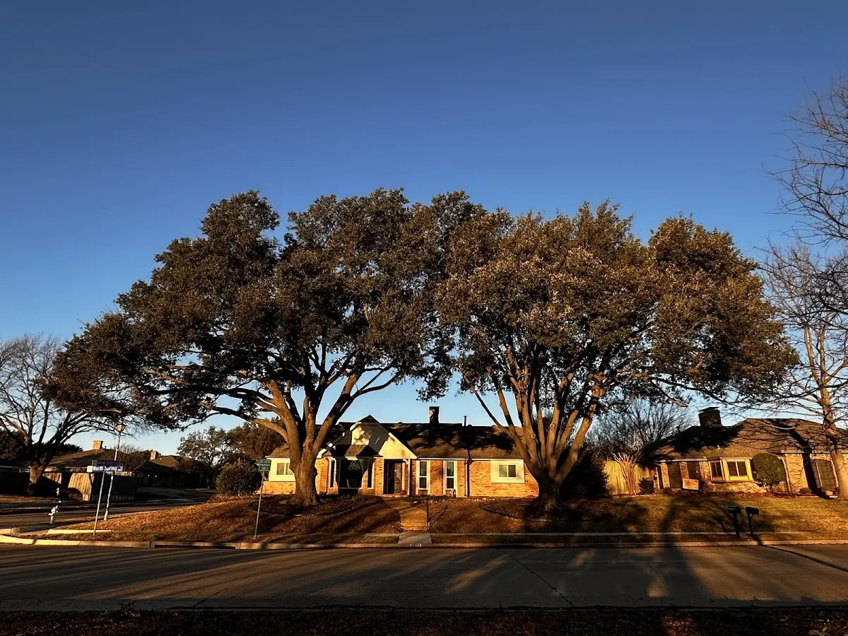 Established residential canopy tree shading a home in Mishicot